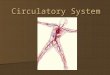 Circulatory System. The Circulatory System Circulatory system is made up of blood, the heart, and blood vessels