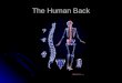 The Human Back The Anatomy of the Back The spine or back is made up of 24 bones (vertabraes) aligned in 3 flexible curves. Cervical-neck Thoracic-mid