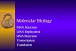 Molecular Biology DNA Structure DNA Replication RNA Structure Transcription Translation