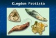 Kingdom Protista. All protists have a nucleus and are therefore eukaryotic. All protists have a nucleus and are therefore eukaryotic.eukaryotic Protists