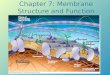 Chapter 7: Membrane Structure and Function. Overview: Life at the Edge Plasma membrane: boundary that separates the living cell from its surroundings