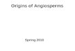 Origins of Angiosperms Spring 2010. Outline Origin of the angiosperms Characters of angiosperms Brief history of angiosperm classification Major groups