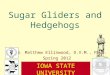 Sugar Gliders and Hedgehogs Dr. N. Matthew Ellinwood, D.V.M., Ph.D. Spring 2012 I OWA S TATE U NIVERSITY C OLLEGE OF A GRICULTURE AND L IFE S CIENCES
