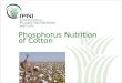 Phosphorus Nutrition of Cotton. Outline - P Nutrition of Cotton U.S. cotton yields since 1975 Growth and development of the cotton plant Nutrient uptake