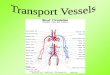 Aim: What are the human transport vessels? I. Human Transport Vessels A. Humans have a closed transport system B. Transport Vessels 1. Arteries a. Thick,