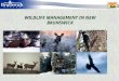WILDLIFE MANAGEMENT IN NEW BRUNSWICK. WHY MANAGE WILDLIFE? Provincial MANDATE to manage populations of all wild species, their habitats and use, for the