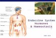 Regents Biology 2009-2010 Endocrine System Hormones & Homeostasis
