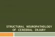 STRUCTURAL NEUROPATHOLOGY OF CEREBRAL INJURY. Pathophysiology of Traumatic Brain Injury  Traumatic brain injury (TBI) is a nondegenerative, noncongenital
