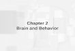 Chapter 2 Brain and Behavior. Neuron and Its Parts Neuron: Individual nerve cell; 100 billion in brain