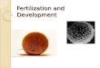 Fertilization and Development. Fertilization Until this point, we have assumed that the released egg was not fertilized by a sperm However, if sperm are