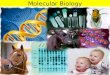 Molecular Biology. What is molecular biology? -Molecular biology is the study of biology at a molecular level. -The field overlaps with other areas of