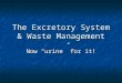 The Excretory System & Waste Management Now “urine” for it!