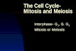 The Cell Cycle- Mitosis and Meiosis Interphase- G 1, S, G 2 Mitosis or Meiosis