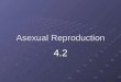 Asexual Reproduction 4.2. I. Asexual Reproduction A.Asexual Reproduction- A new organism is produced from one parent 1. The new organism is identical