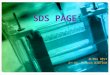 SDS PAGE M.SRI DEVI 2 nd Yr, M.Tech BIOTECH. SDS PAGE Sodium dodecyl sulphate polyacrylamide gel electrophoresis is a type of denaturing electrophoresis,