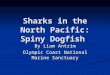 Sharks in the North Pacific: Spiny Dogfish By Liam Antrim Olympic Coast National Marine Sanctuary