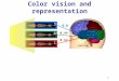 1 Color vision and representation 0.44 0.0 0.52 S M L
