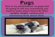 Pugs This is my presentation on pugs and its going to tell you everything you need to know about them like their weight, height, colours and interesting