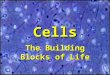 Cells The Building Blocks of Life. How Did the Earth Form? We do not know for certain how the Earth formed. Most scientists agree that the Earth formed