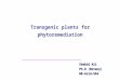 Transgenic plants for phytoremediation Shahid Ali Ph.D (Botany) 08-Arid-954