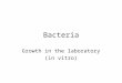 Bacteria Growth in the laboratory (in vitro). Bacterial nutrition and the design of culture media Based on bacterial metabolism* Culture pH Culture oxidation-