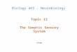 Topic 13 The Somatic Sensory System Lange Biology 463 - Neurobiology