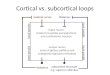 Cortical vs. subcortical loops. Lateral inhibition in striatum