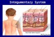 Integumentary System. Why hairy? Read article on p170. Why are we hairy? Explain hypertrichosis. What theories do scientists have about why we have