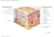 © 2015 Pearson Education, Inc. Figure 5-1 The Components of the Integumentary System. Epidermis Cutaneous Membrane Papillary layer Reticular layer Dermis