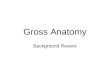 Gross Anatomy Background Review. Anatomical Position, terminology Nomina Anatomica (Latin) –Normal anatomical position –upright, arms at side, forearm