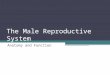 The Male Reproductive System Anatomy and Function