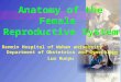 Anatomy of the Female Reproductive System Renmin Hospital of Wuhan university Department of Obstetrics and Gynecology Luo Ruoyu
