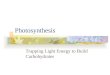 Photosynthesis Trapping Light Energy to Build Carbohydrates