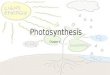 Photosynthesis Chapter 6. Vocabulary—Breaking Down The Definitions Photosynthesis Light Reactions Thylakoids Grana Stroma Photosystem Primary electron