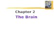Chapter 2 The Brain.  Lesion  tissue destruction  a brain lesion is a naturally or experimentally caused destruction of brain tissue