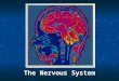 The Nervous System. I. Introduction The basic functional unit of the nervous system is the neuron Neuron ïƒ  Specialized cell that transmits information