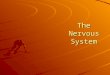 The Nervous System. EQ How does the nervous system work to control and maintain bodily functions and activities?