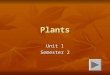 Plants Unit 1 Semester 2 Part of the plant that contains a young plant and stored food A) Embryo A) Embryo A) B) Pollen B) Pollen B) C) Conifer