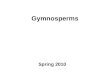 Gymnosperms Spring 2010. Outline Review of land plant phylogeny Characters of seed plants Gymnosperm phylogeny & diversity –Gnetophytes –Cycads –Gingko
