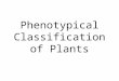 Phenotypical Classification of Plants. Flow Chart
