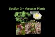 Section 3 – Vascular Plants. Seedless Vascular Plants Dominated the earth until 200 million years ago Made up of 4 phyla – The ferns and the fern allies