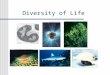 Diversity of Life. Kingdom Diversity of Life using ribosomal RNA sequence Carl Woese