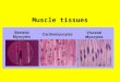 Muscle tissues. Muscle tissue Muscle cells (myocytes) are elongated and classified and or compatible as either striated muscle cells or smooth muscle