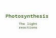 Photosynthesis The light reactions. Photosynthesis One of the most important biochemical process in plants. –Let’s not forget cell wall biosynthesis and
