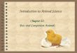 Introduction to Animal Science Chapter 23: Pets and Companion Animals