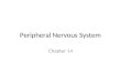 Peripheral Nervous System Chapter 14. Spinal Nerves 31 pairs of spinal nerves are connected to the spinal cord – Numbered according to the portion of