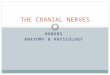 HONORS ANATOMY & PHYSIOLOGY THE CRANIAL NERVES. CRANIAL NERVES 12-pair named “cranial” because each passes thru a foramina of the cranium part of PNS