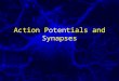 Action Potentials and Synapses. Action Potentials Most nerves exhibit Action Potentials (APs) –Spikes of electrical activity –Almost always less than