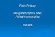 Fish Friday Mugilomorpha and Atherinomorpha 10/24/08