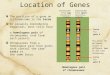 Location of Genes The position of a gene on a chromosome is the locus. In sexually reproducing organisms, most cells have a homologous pair of chromosomes